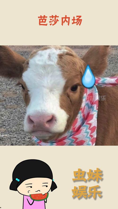 娱乐吃瓜酱素材图片大全,吃瓜酱素材图片大全大放送！