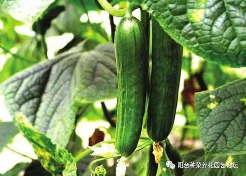 娱乐吃瓜酱不同人风向,揭秘明星们的风向之谜